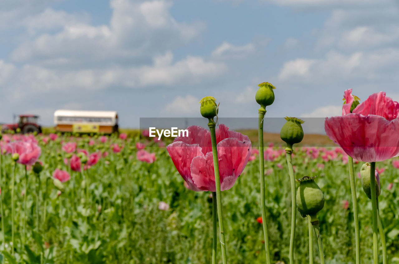 Close-up of pink flowering plants against sky