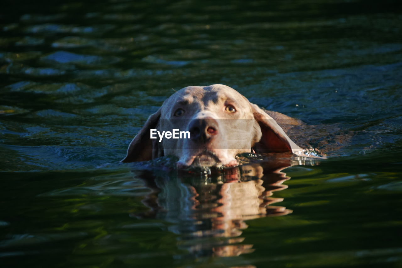 Close-up of weimaraner swimming in lake