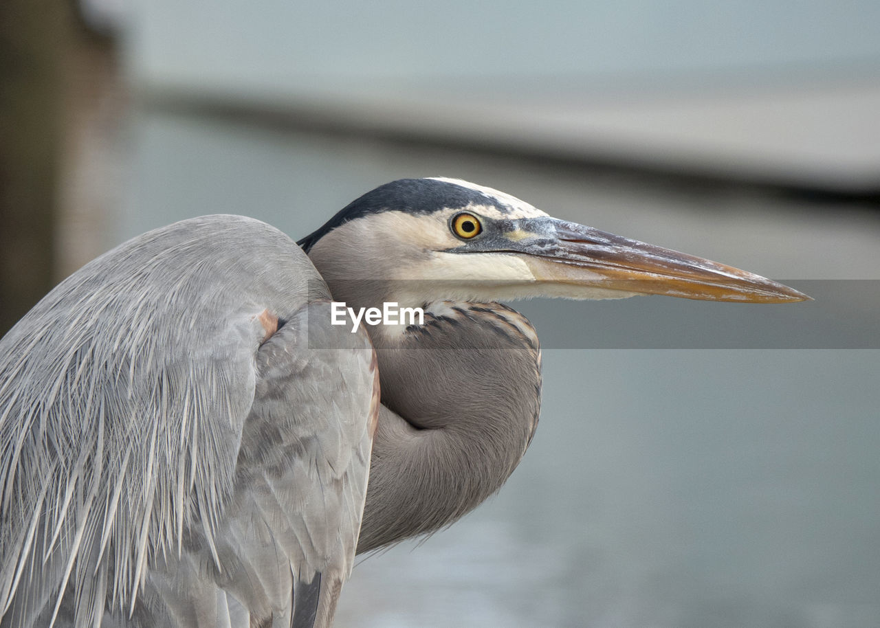 Close-up profile portrait of a grey heron