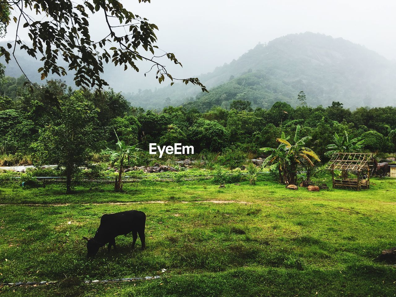 VIEW OF A HORSE ON LANDSCAPE