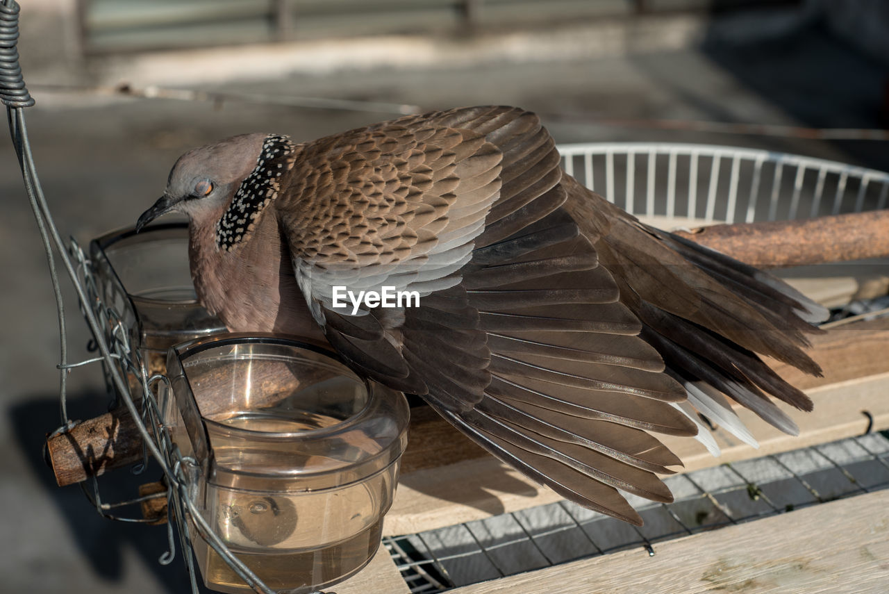 bird, animal, iron, no people, animal themes, focus on foreground