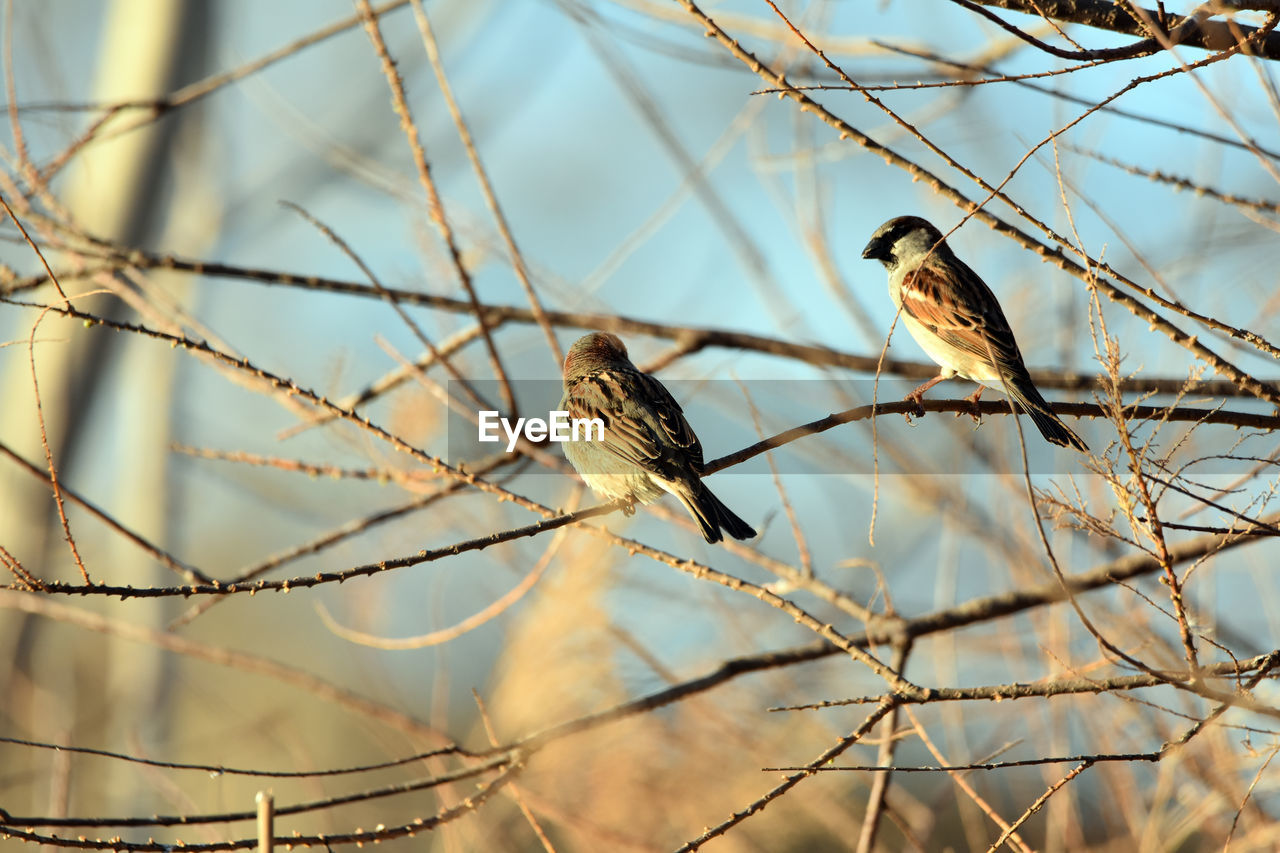 BIRDS PERCHING ON A BRANCH