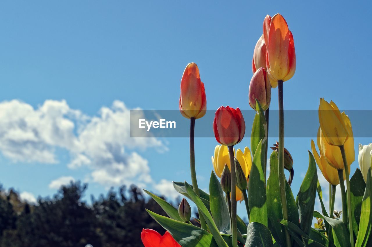 TULIPS BLOOMING AGAINST SKY