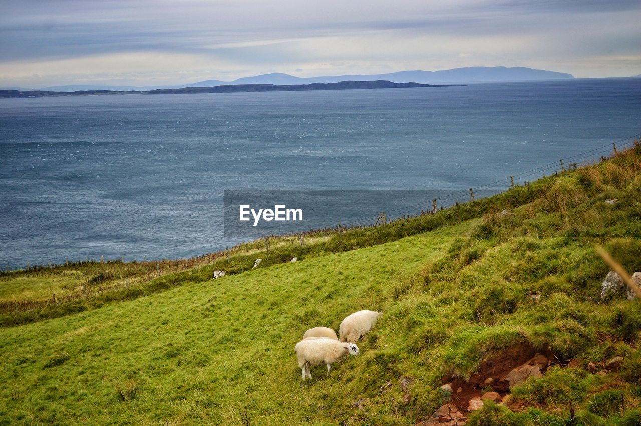 VIEW OF SHEEP ON SHORE