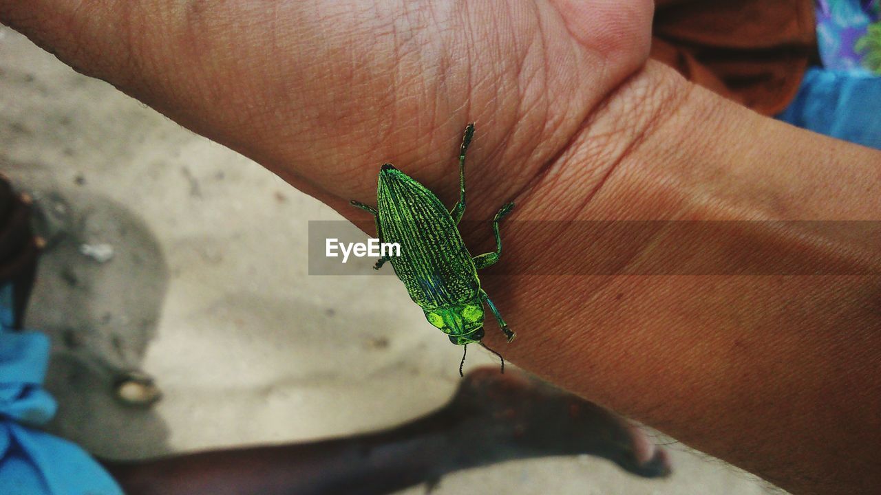 Cropped hand of man holding insect