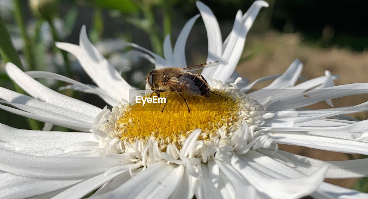 CLOSE-UP OF HONEY BEE POLLINATING ON FLOWER