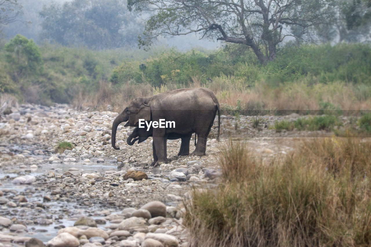 Asiatic elephants drinking water