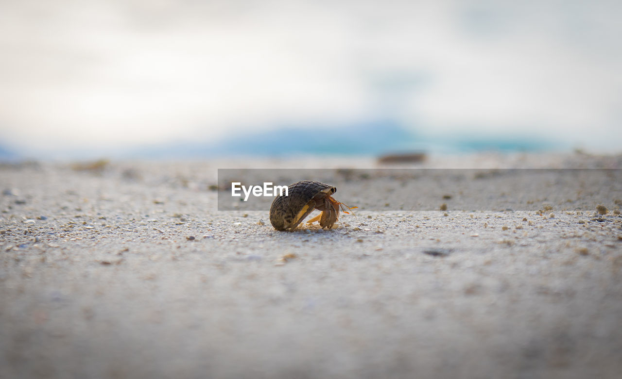 CLOSE-UP OF SHELLS ON SAND