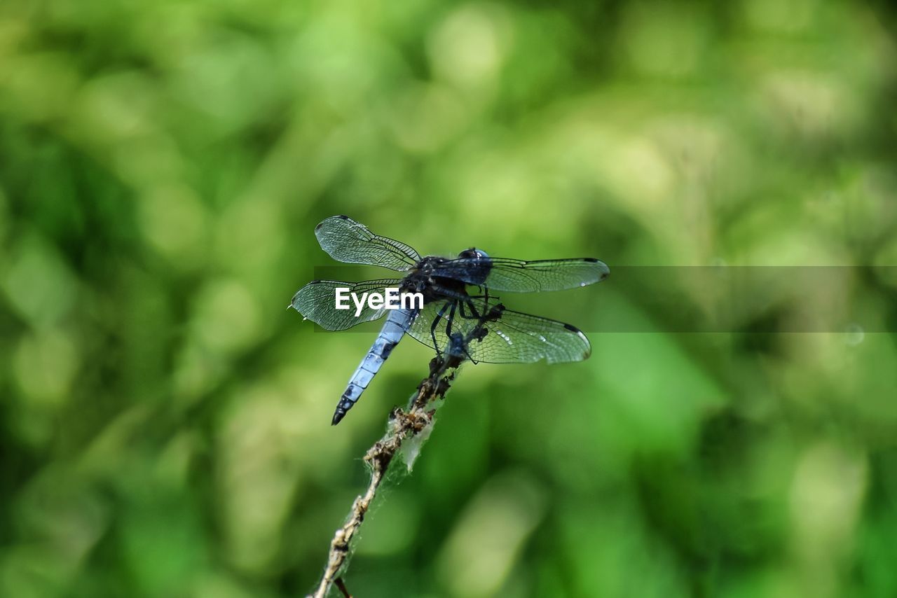 Close-up of dragonfly on plant