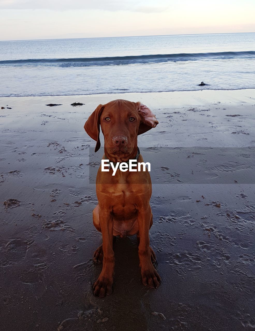 PORTRAIT OF DOG SITTING ON BEACH