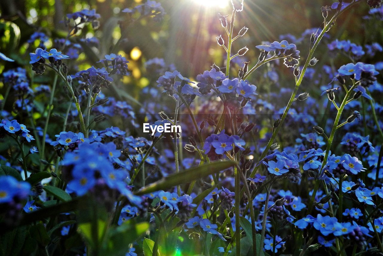 Close-up of flowers blooming outdoors