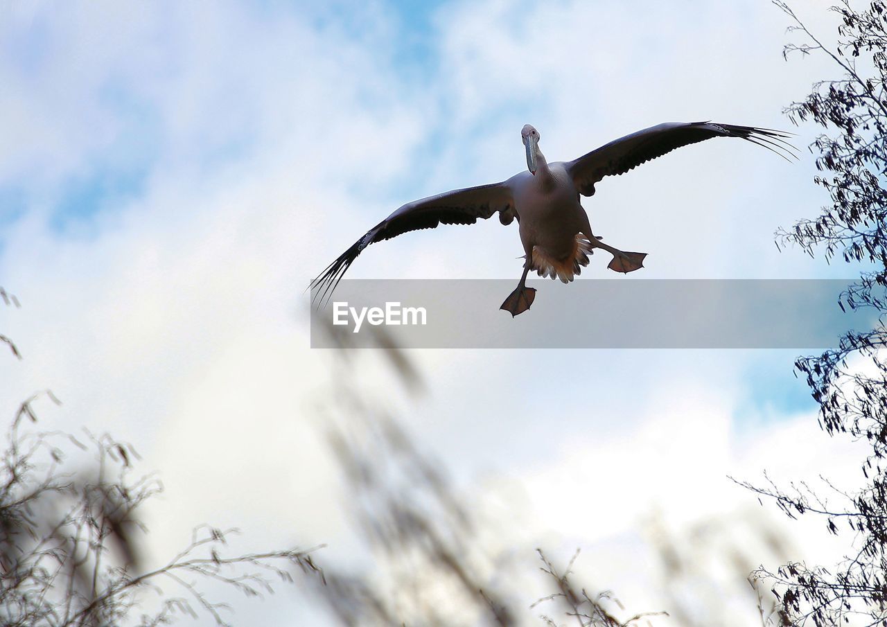 Low angle view of bird flying against sky