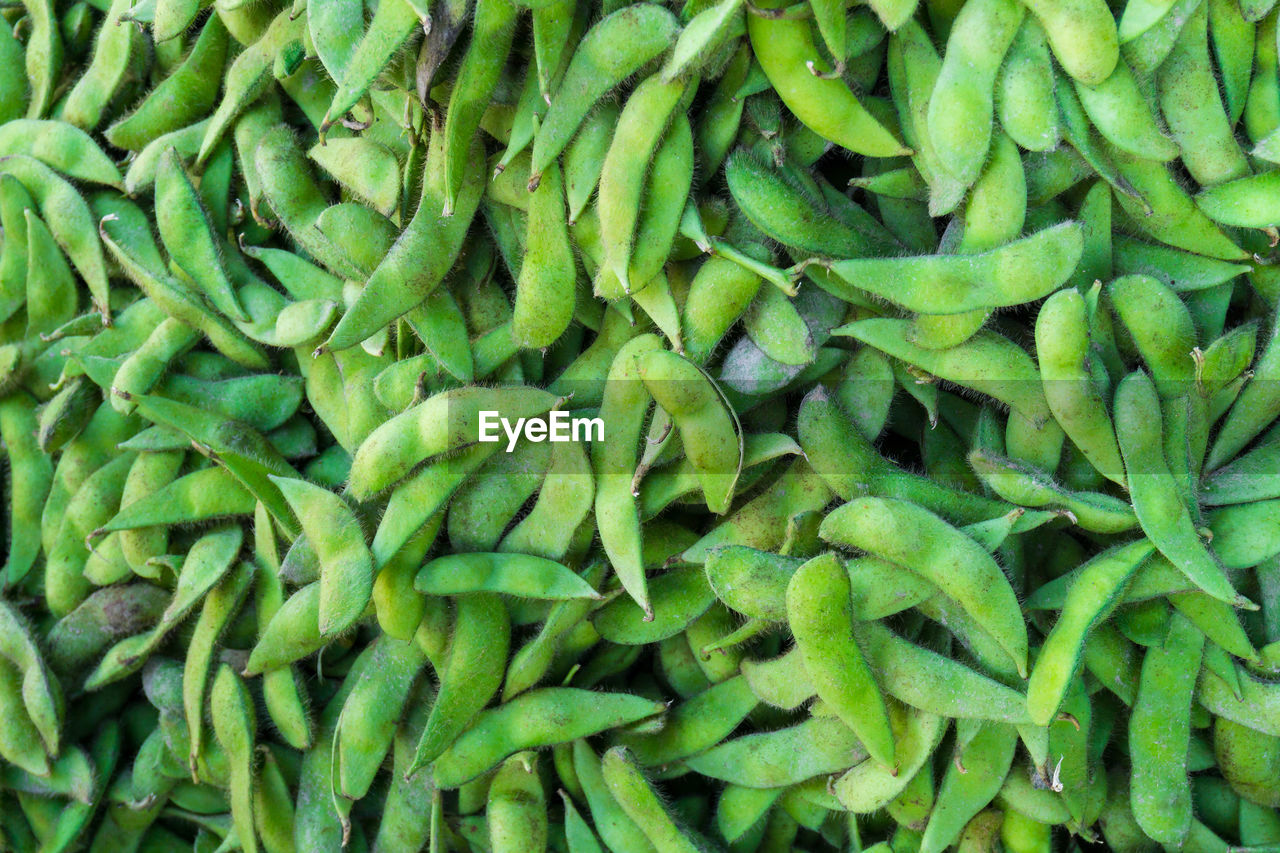 FULL FRAME SHOT OF GREEN CHILI