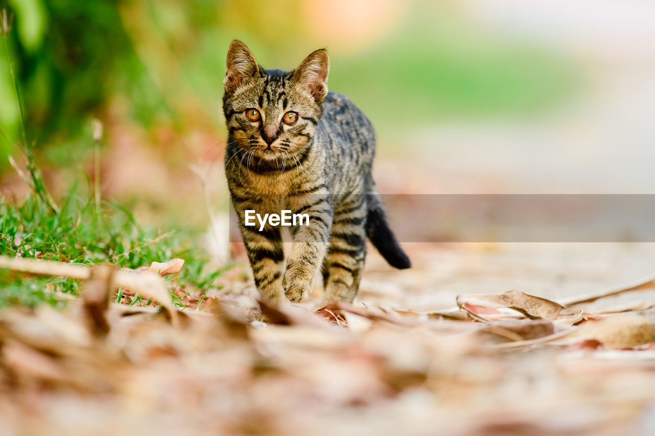 Portrait of a cat on field