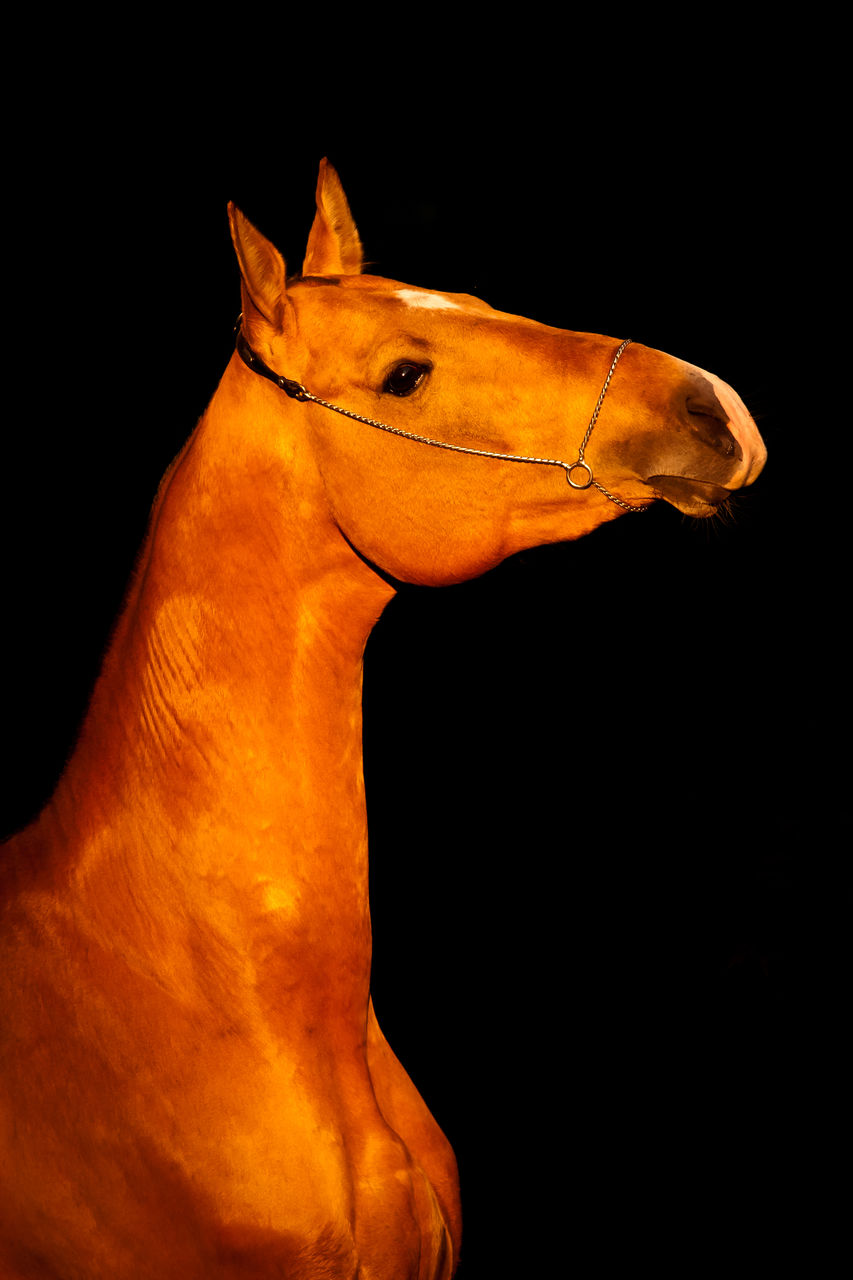 CLOSE-UP OF A HORSE AGAINST BLACK BACKGROUND