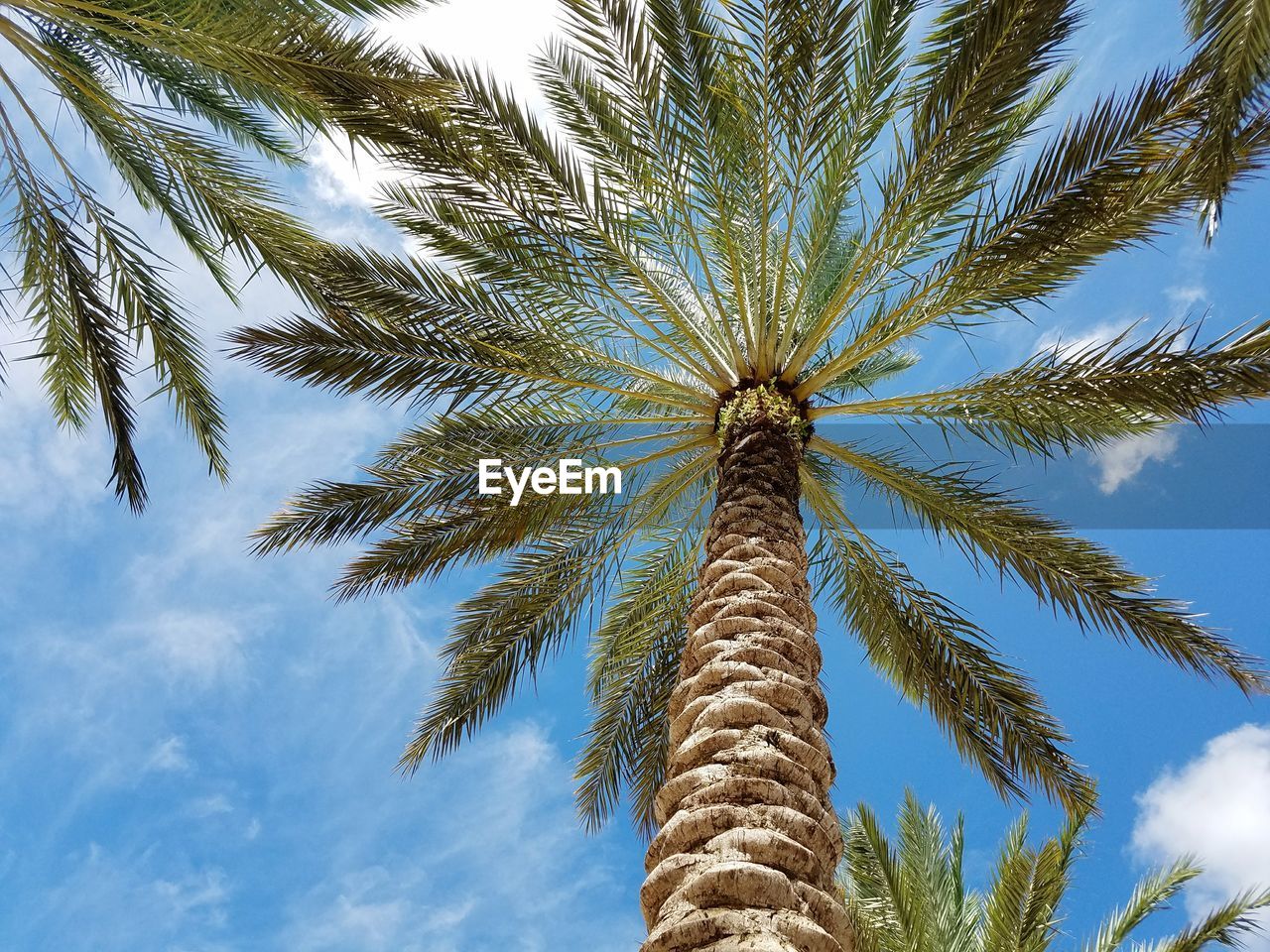 CLOSE-UP OF PALM TREE AGAINST BLUE SKY