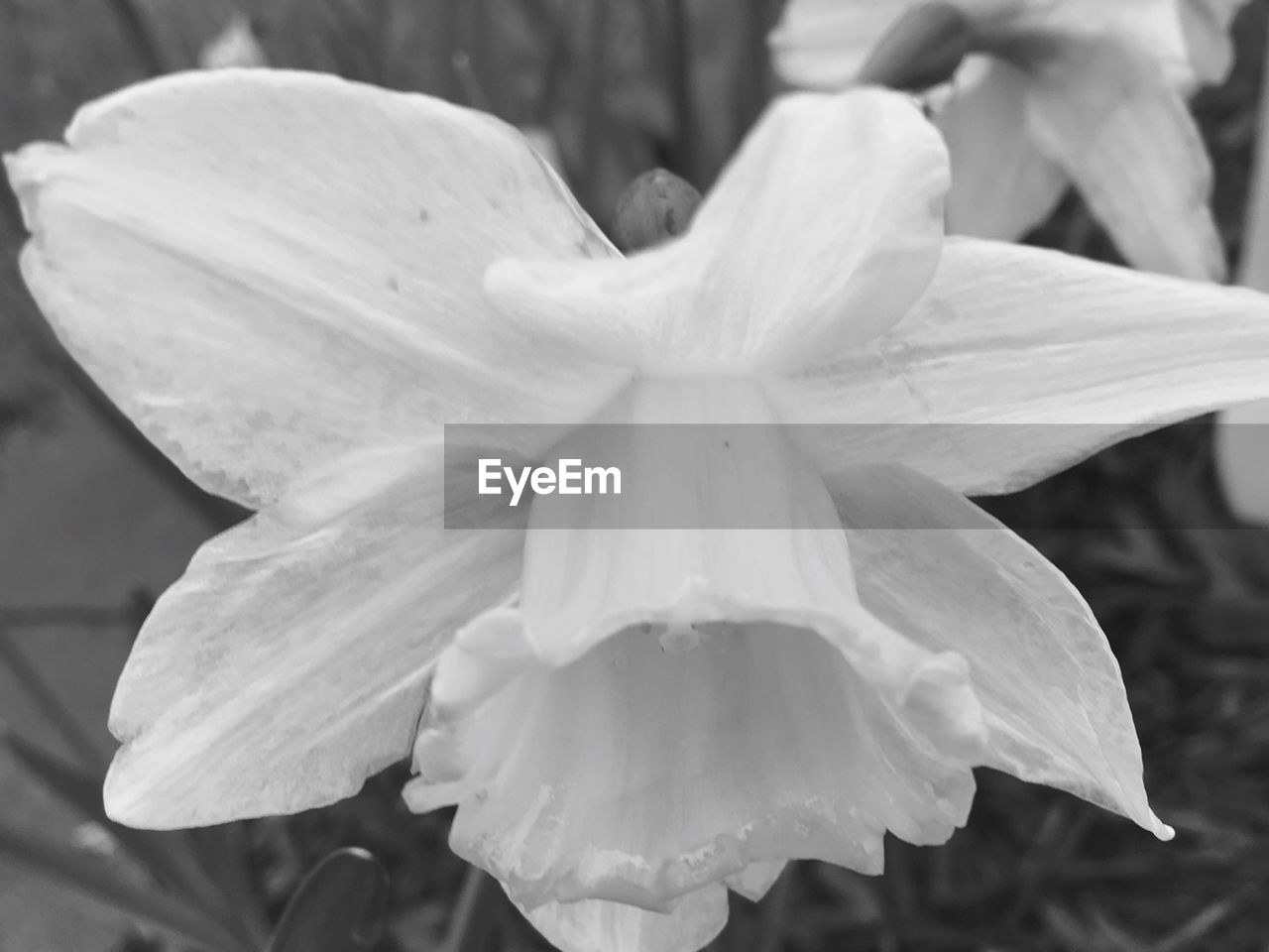 CLOSE-UP OF FLOWER BLOOMING