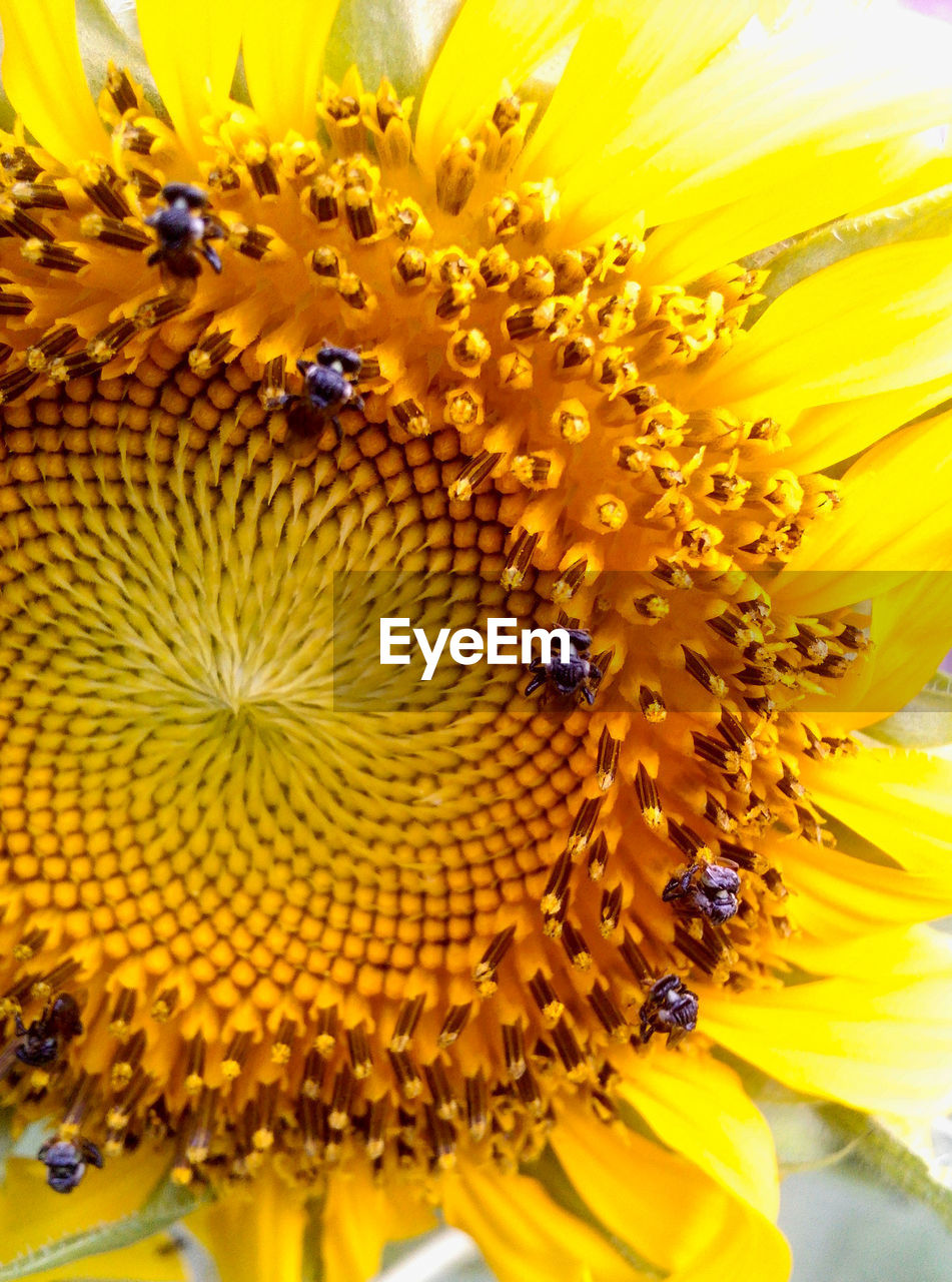 Macro shot of sunflower