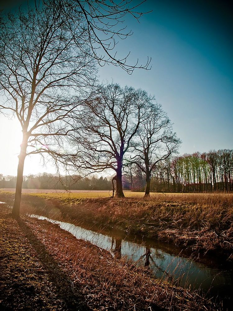 BARE TREES ON LANDSCAPE