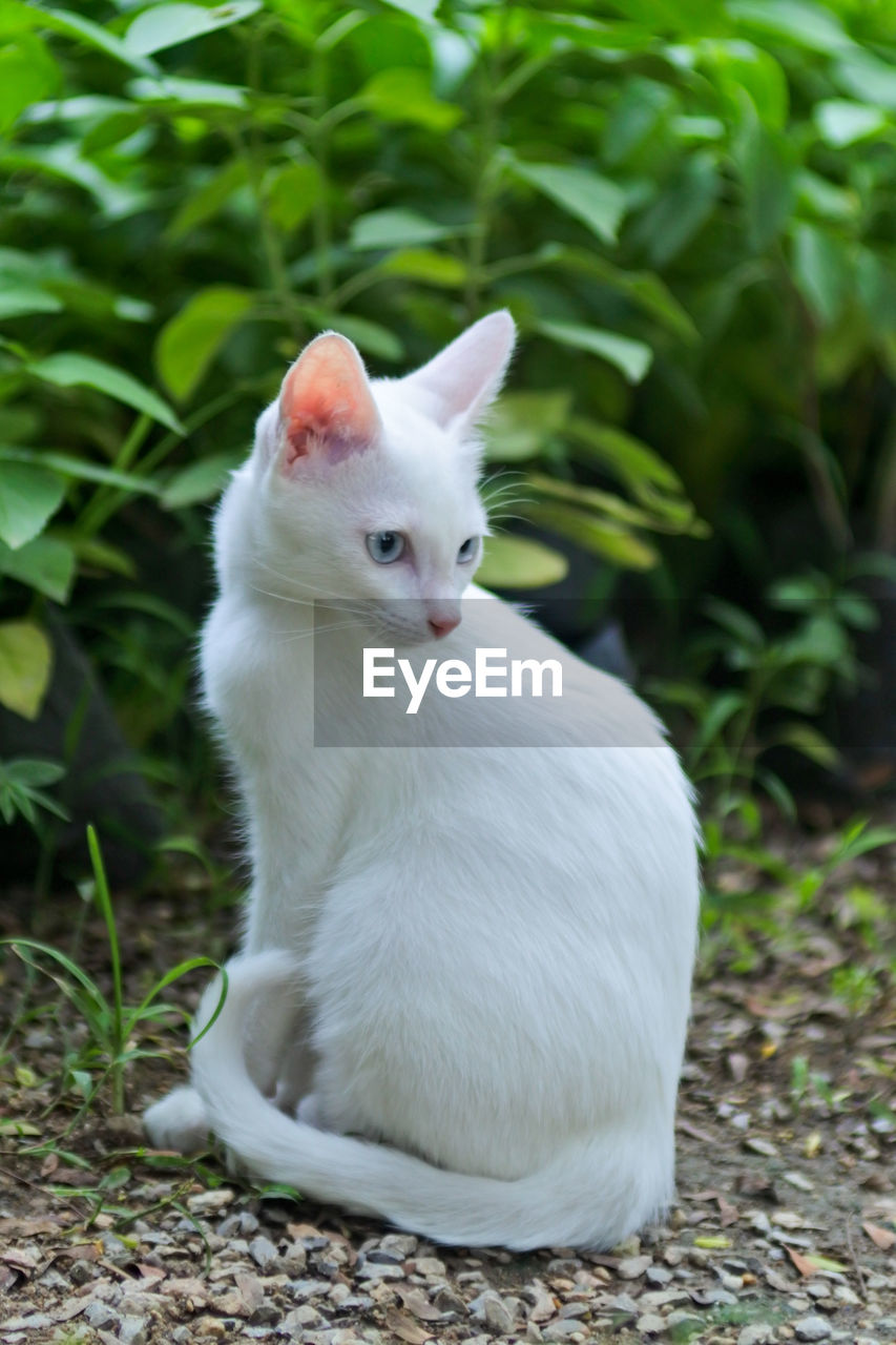 WHITE CAT SITTING ON FIELD