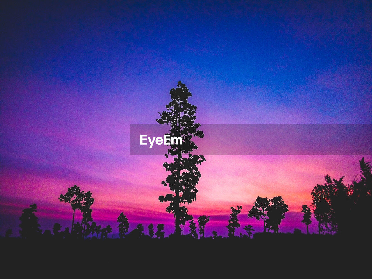SILHOUETTE TREE ON FIELD AGAINST SKY DURING SUNSET