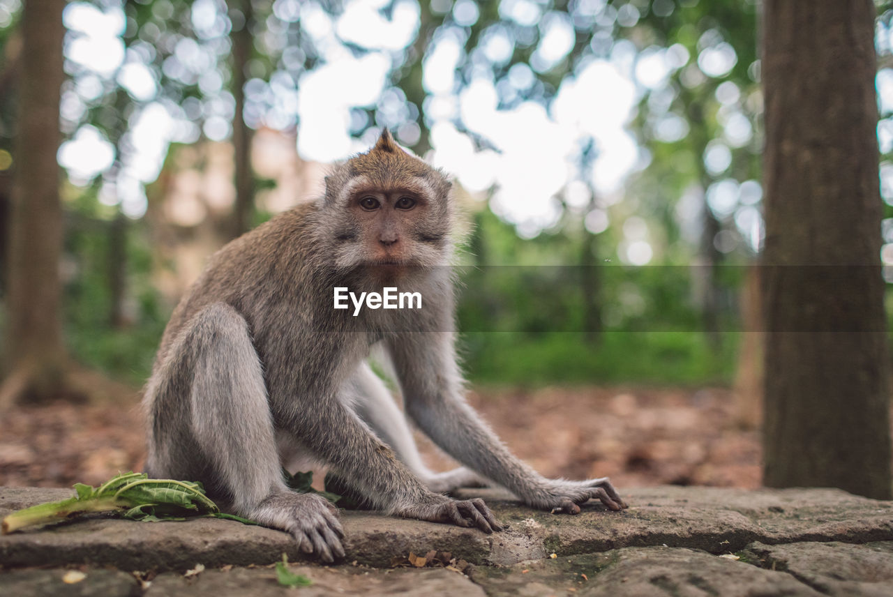 Monkey sitting in forest