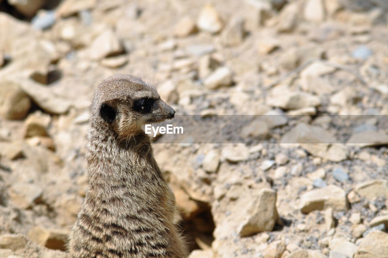 Close-up of meerkat standing on rock