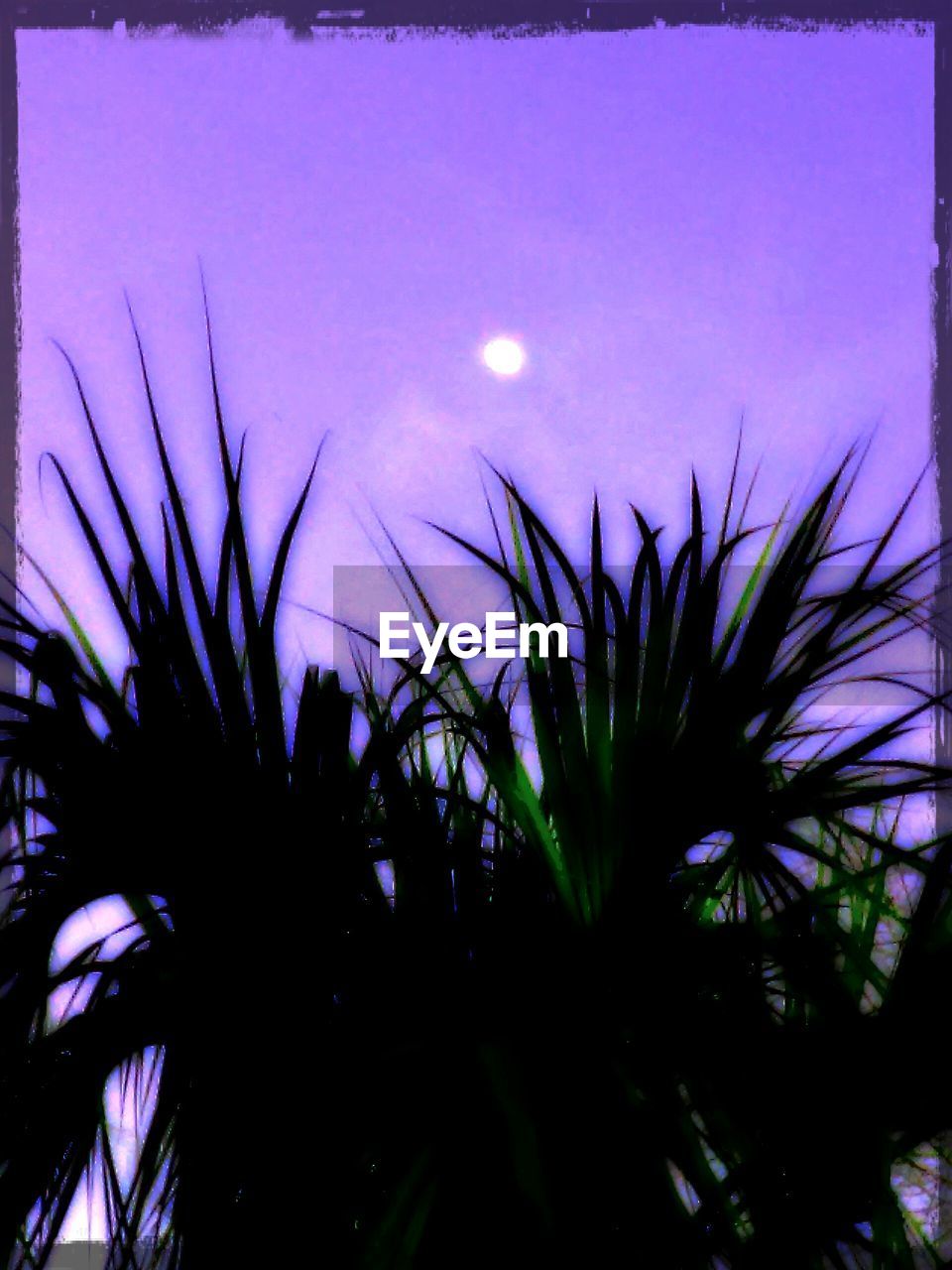 LOW ANGLE VIEW OF PALM TREES AT SUNSET