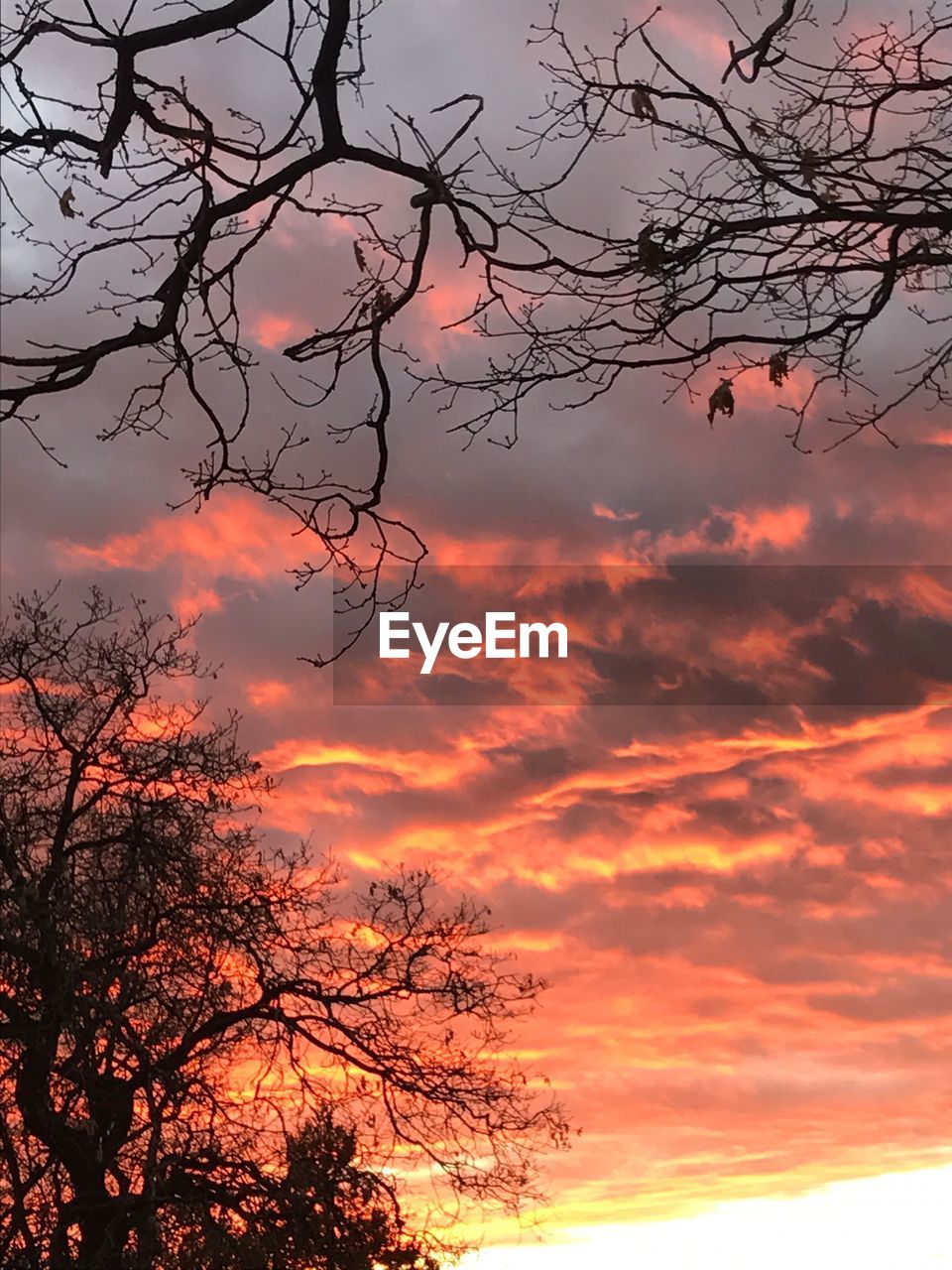 TREE AGAINST ROMANTIC SKY AT SUNSET