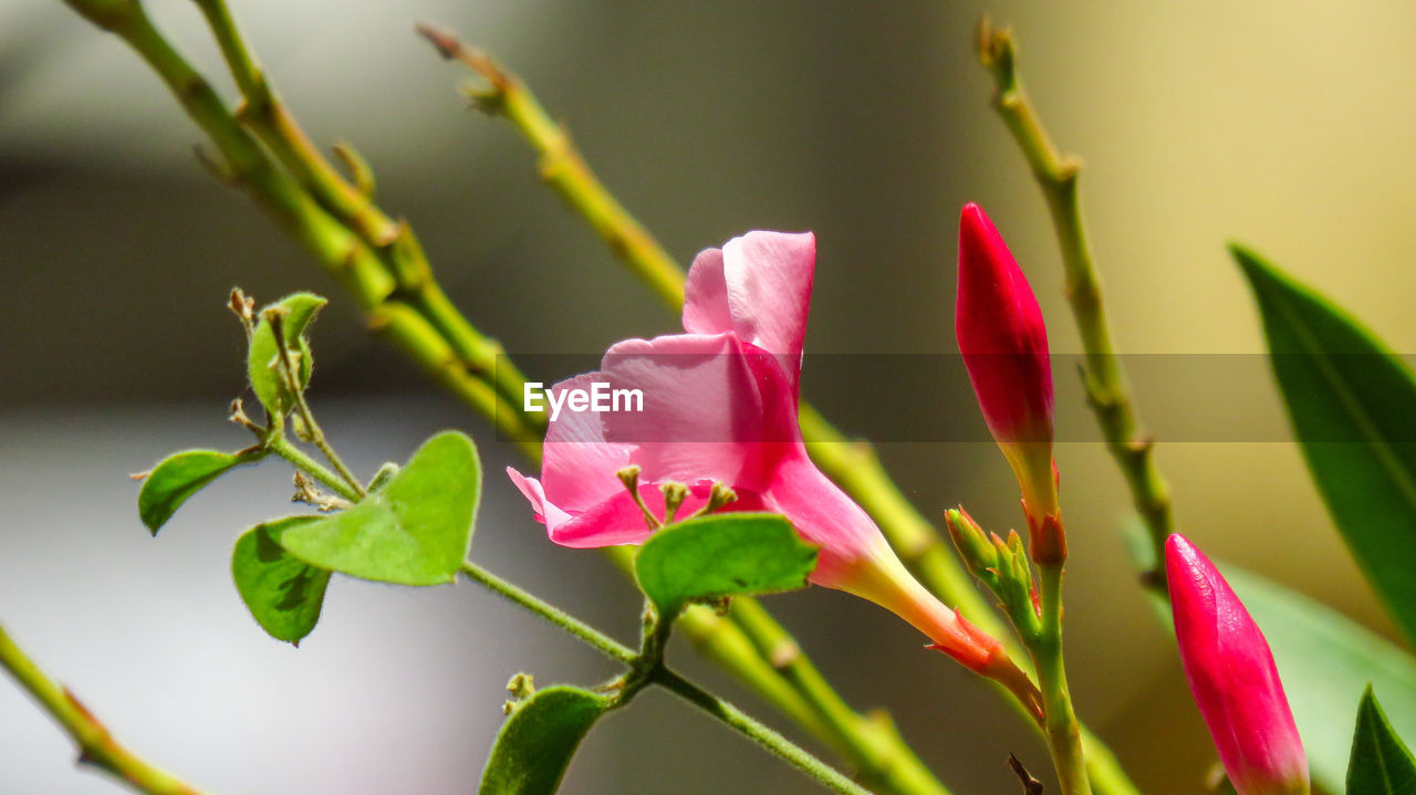 Close-up of pink flowering plant