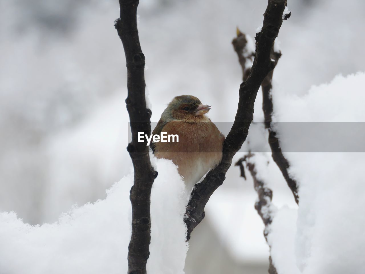 VIEW OF BIRD PERCHING ON SNOW COVERED TREE