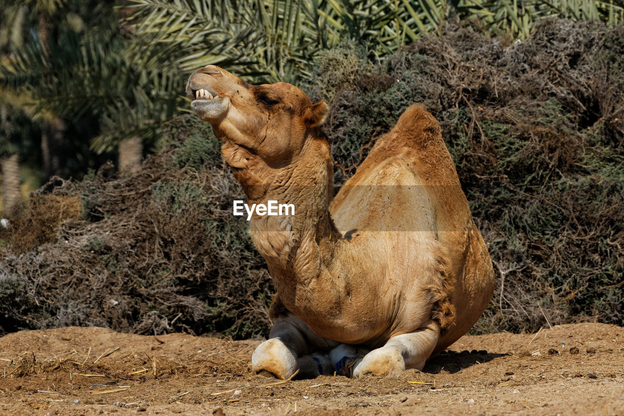 Dromedary camel relaxing on field