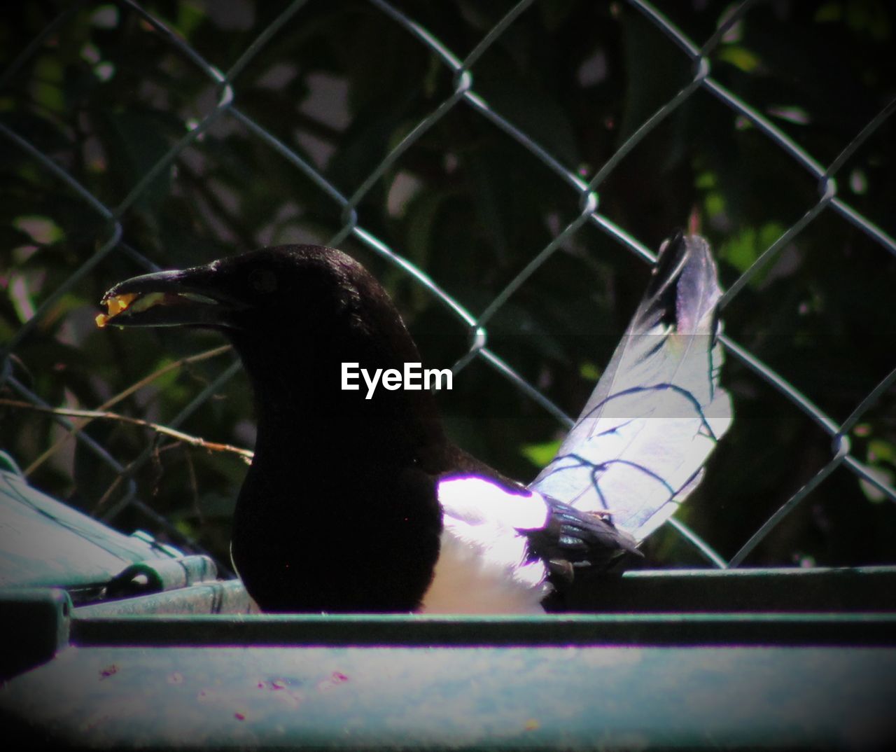 CLOSE-UP OF BIRD BY FENCE