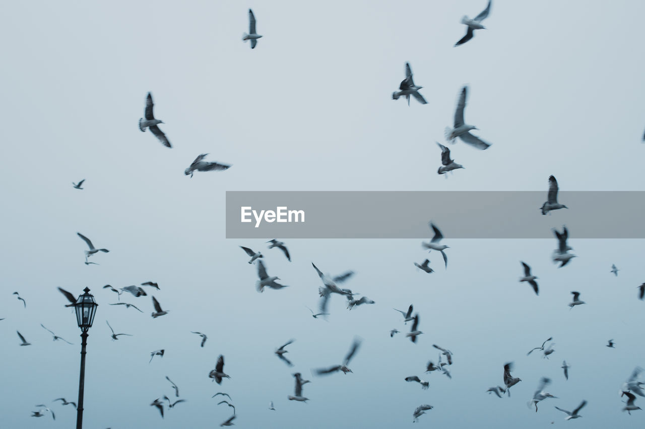 Flock of birds flying in clear sky