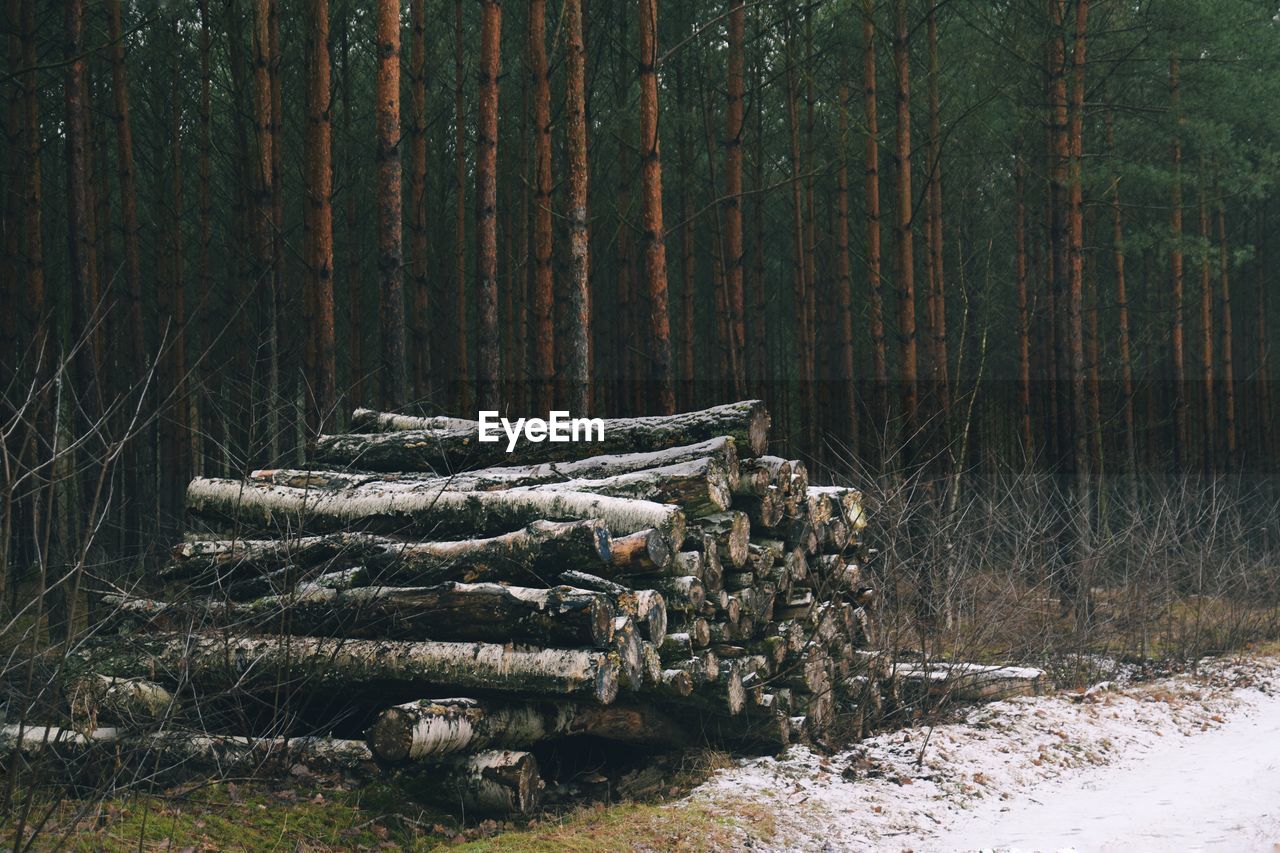 STACK OF LOGS ON SNOW COVERED LAND