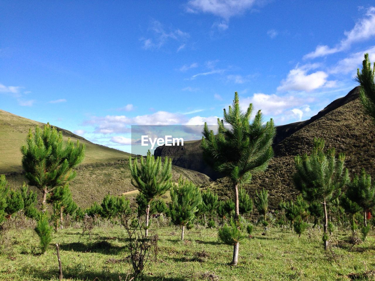 Trees on grassy field and mountains against blue sky