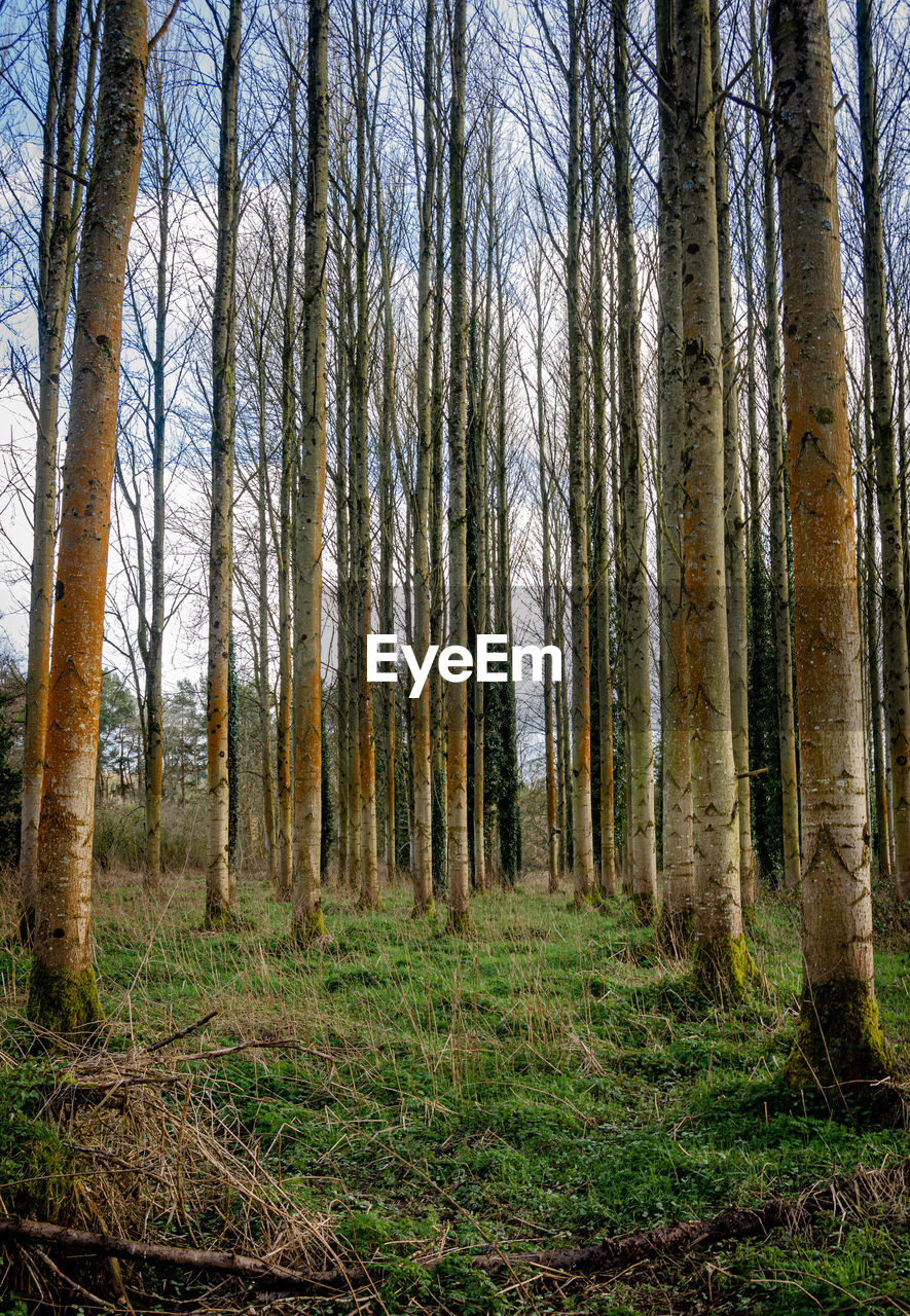 View of trees in forest