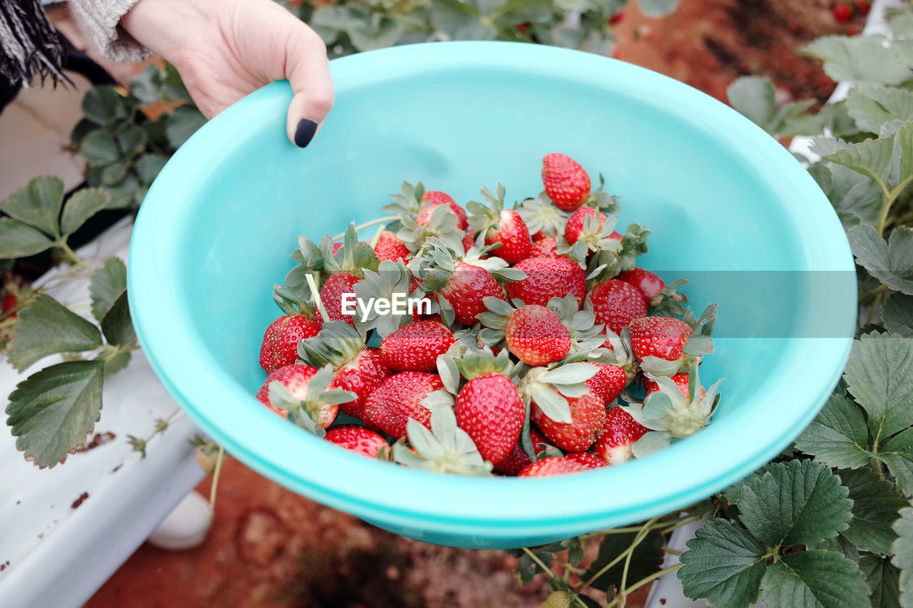 Midsection of person holding strawberries in bowl