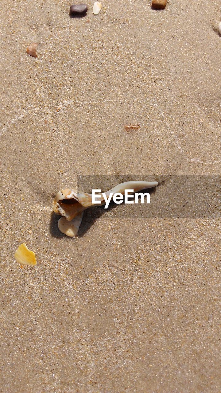 HIGH ANGLE VIEW OF STARFISH ON BEACH