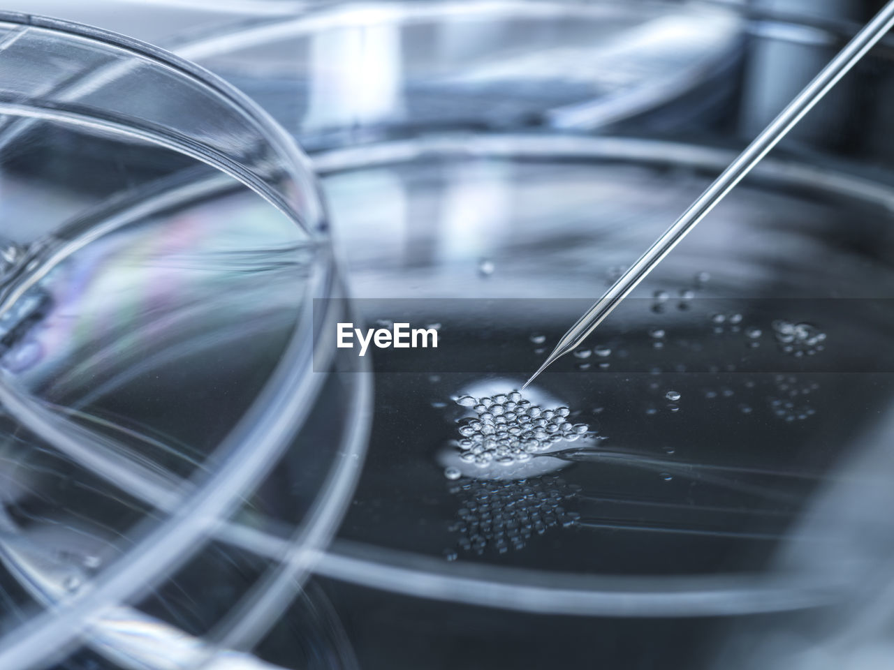 Petri dish with embryonic stem cells used in cloning and genetic modification