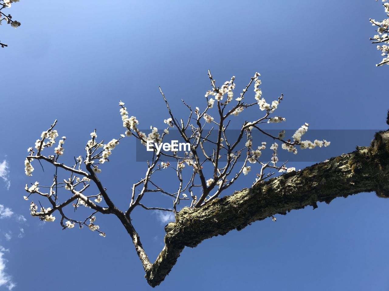 branch, tree, sky, flower, plant, nature, blue, twig, blossom, beauty in nature, leaf, no people, low angle view, outdoors, spring, clear sky, day, growth, winter, springtime, tranquility, sunlight