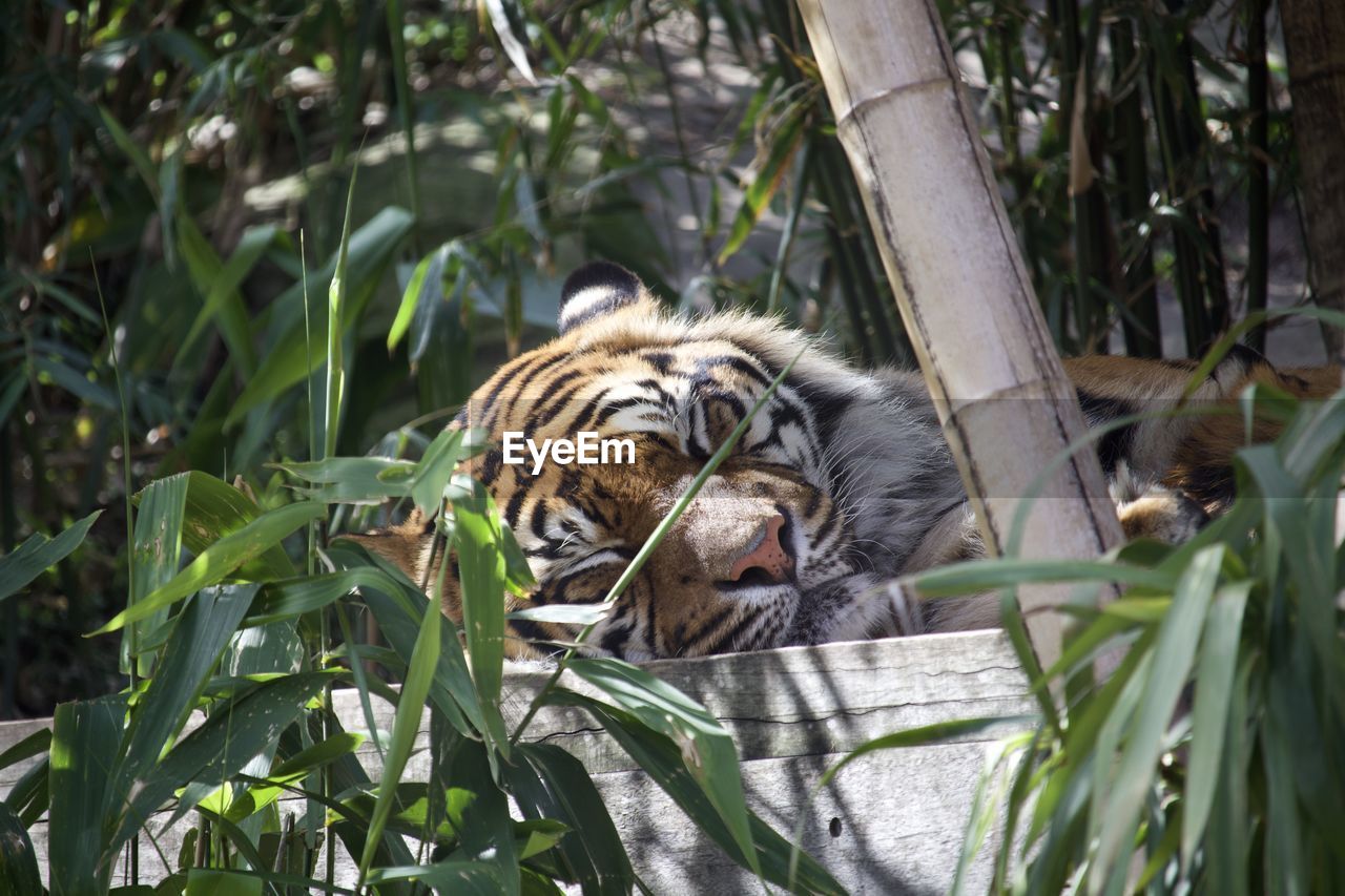 CAT RELAXING ON A ZOO