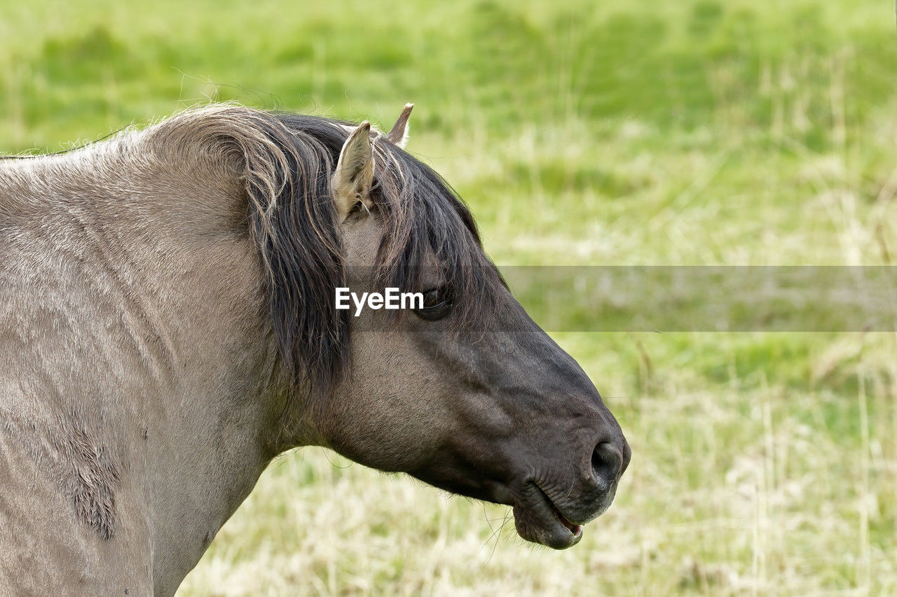 close-up of a horse