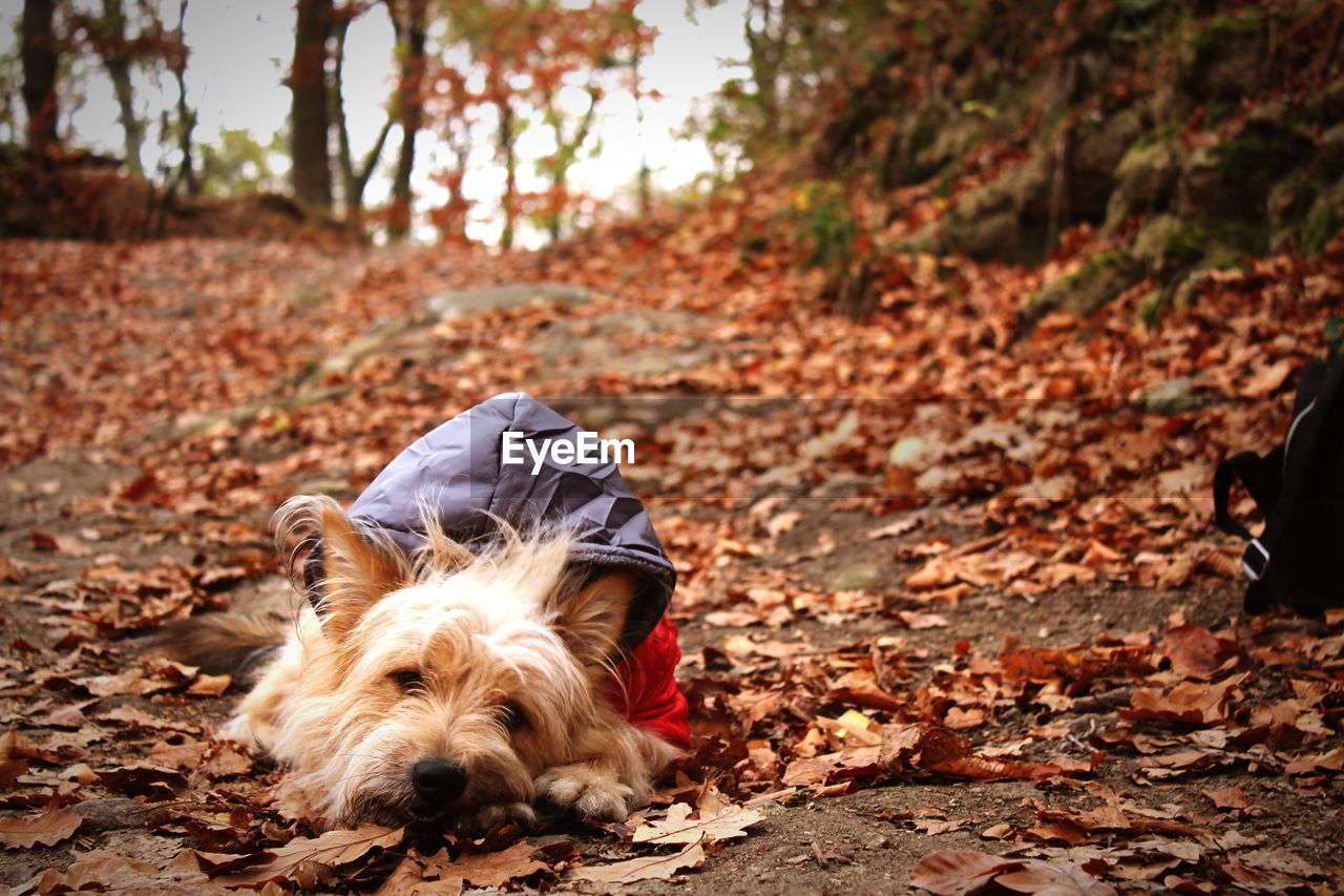 Dog lying down on land during autumn in fashion coat