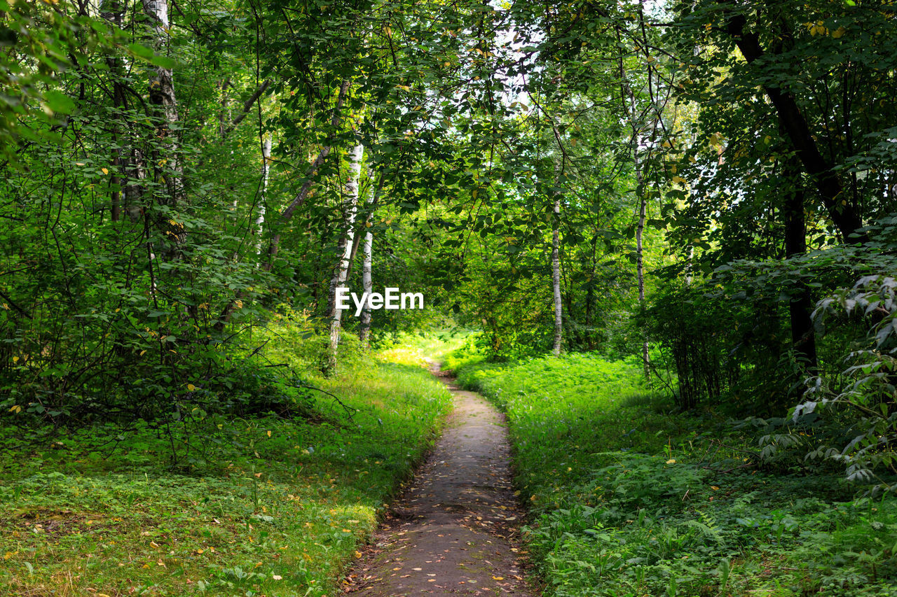 Footpath amidst trees in forest