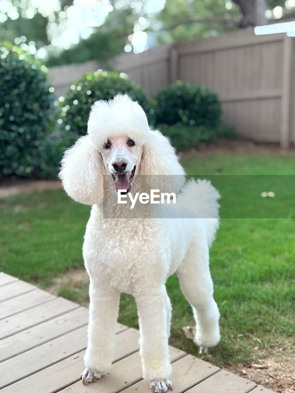 dog, pet, one animal, domestic animals, canine, animal themes, animal, mammal, poodle, full length, grass, plant, portrait, cute, toy poodle, looking at camera, nature, facial expression, no people, front or back yard, outdoors, purebred dog, lap dog, white, mouth open