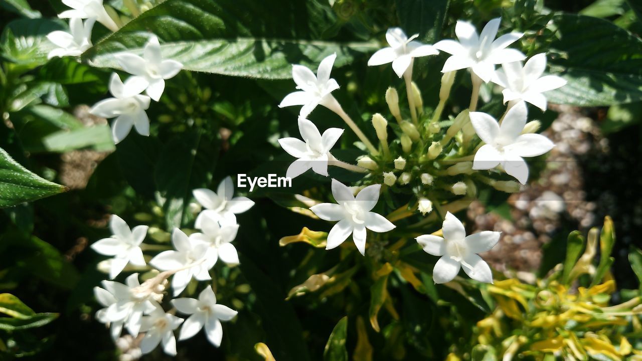 WHITE FLOWERS BLOOMING IN PARK