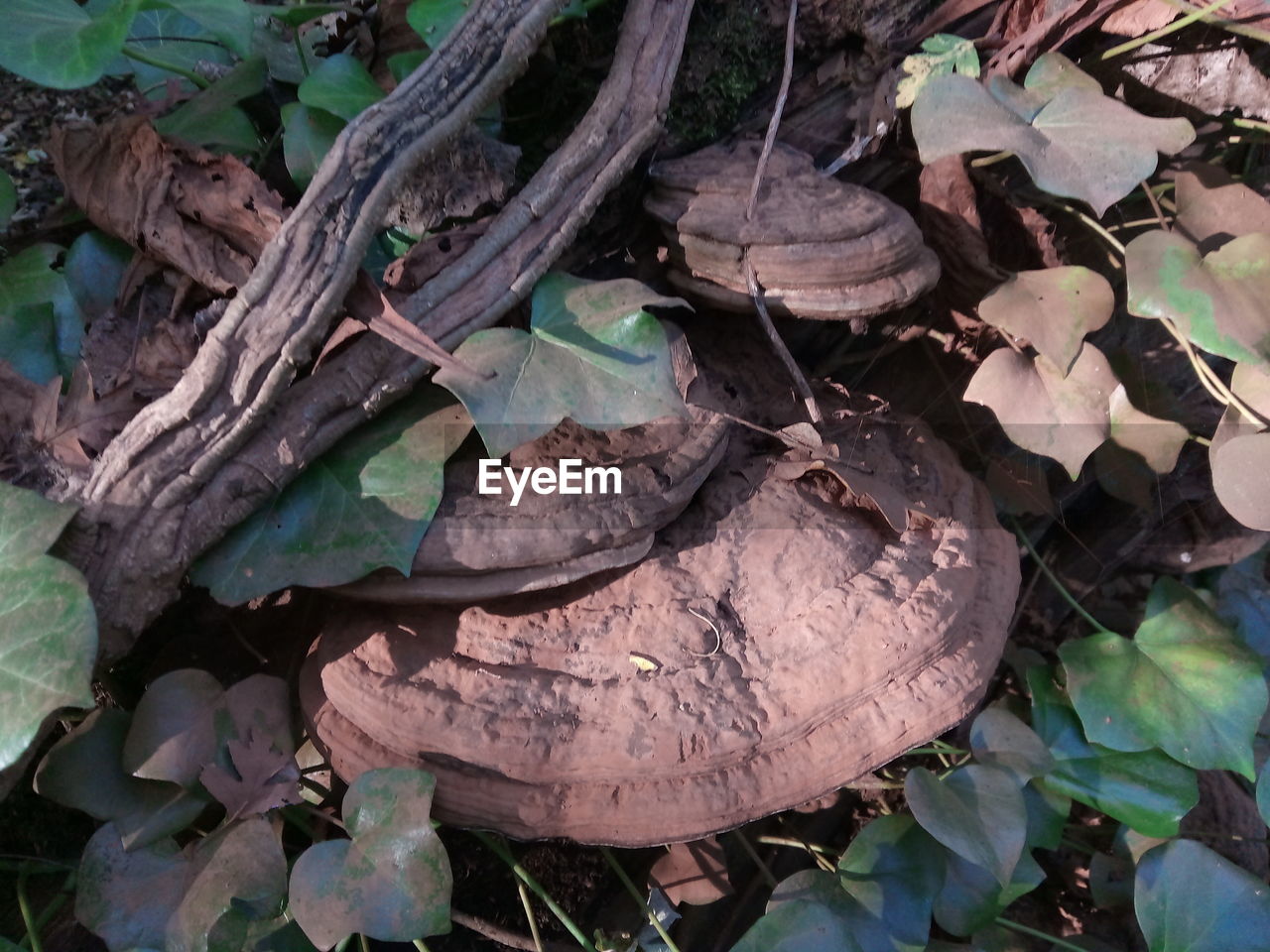 HIGH ANGLE VIEW OF PLANT