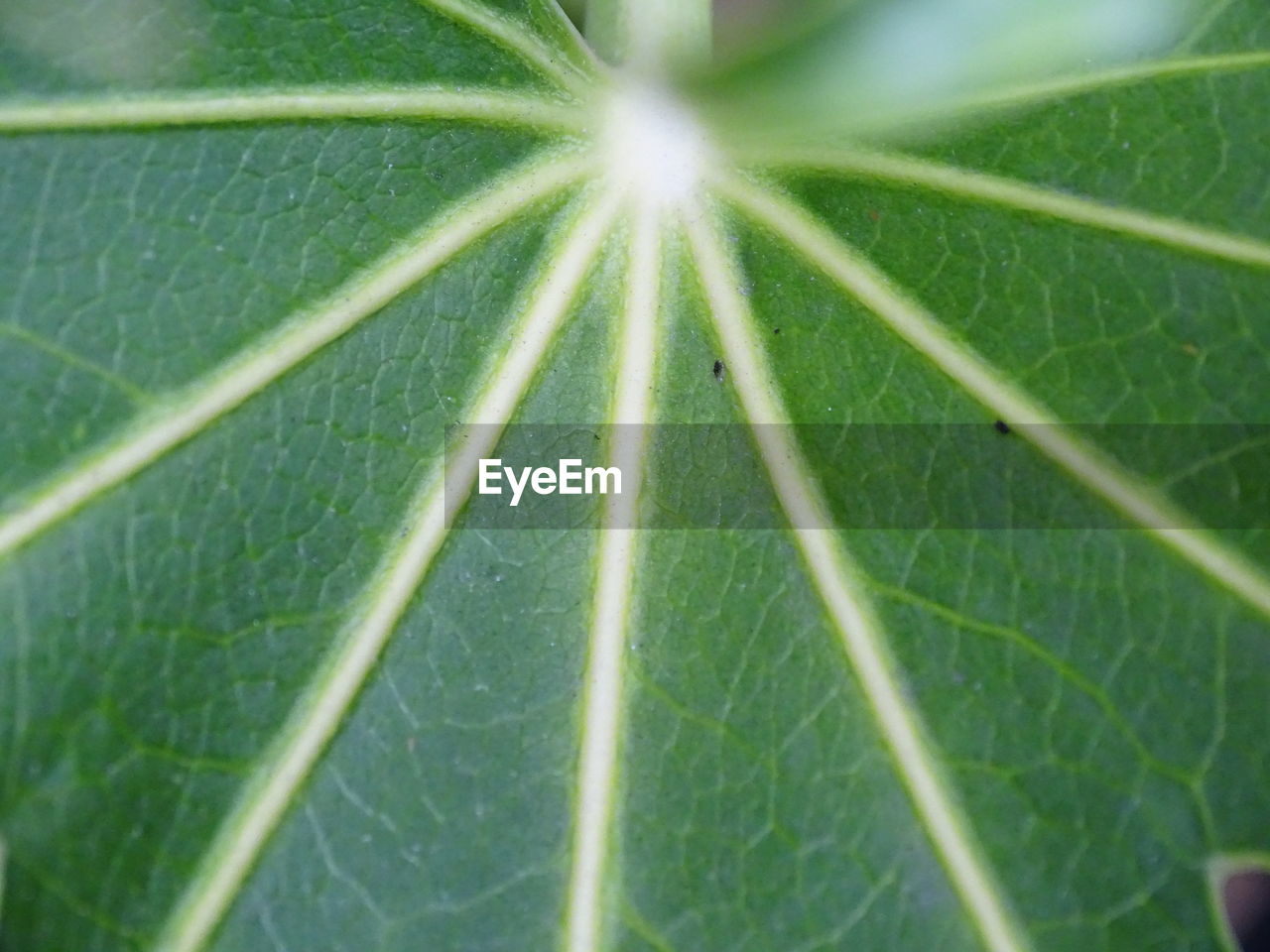 CLOSE-UP OF RAINDROPS ON PLANT LEAF