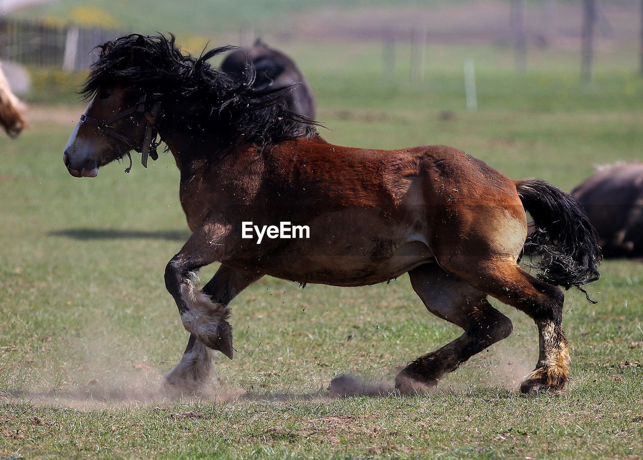 CLOSE-UP OF A DOG RUNNING IN FIELD